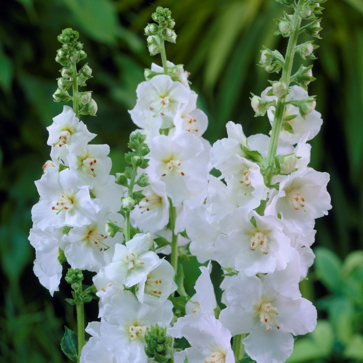 White Verbascum Flower seeds for Planting - Seasonal Bloomer, Heirloom & GMO Free Seeds for Home Garden
Sale seeds for home garden