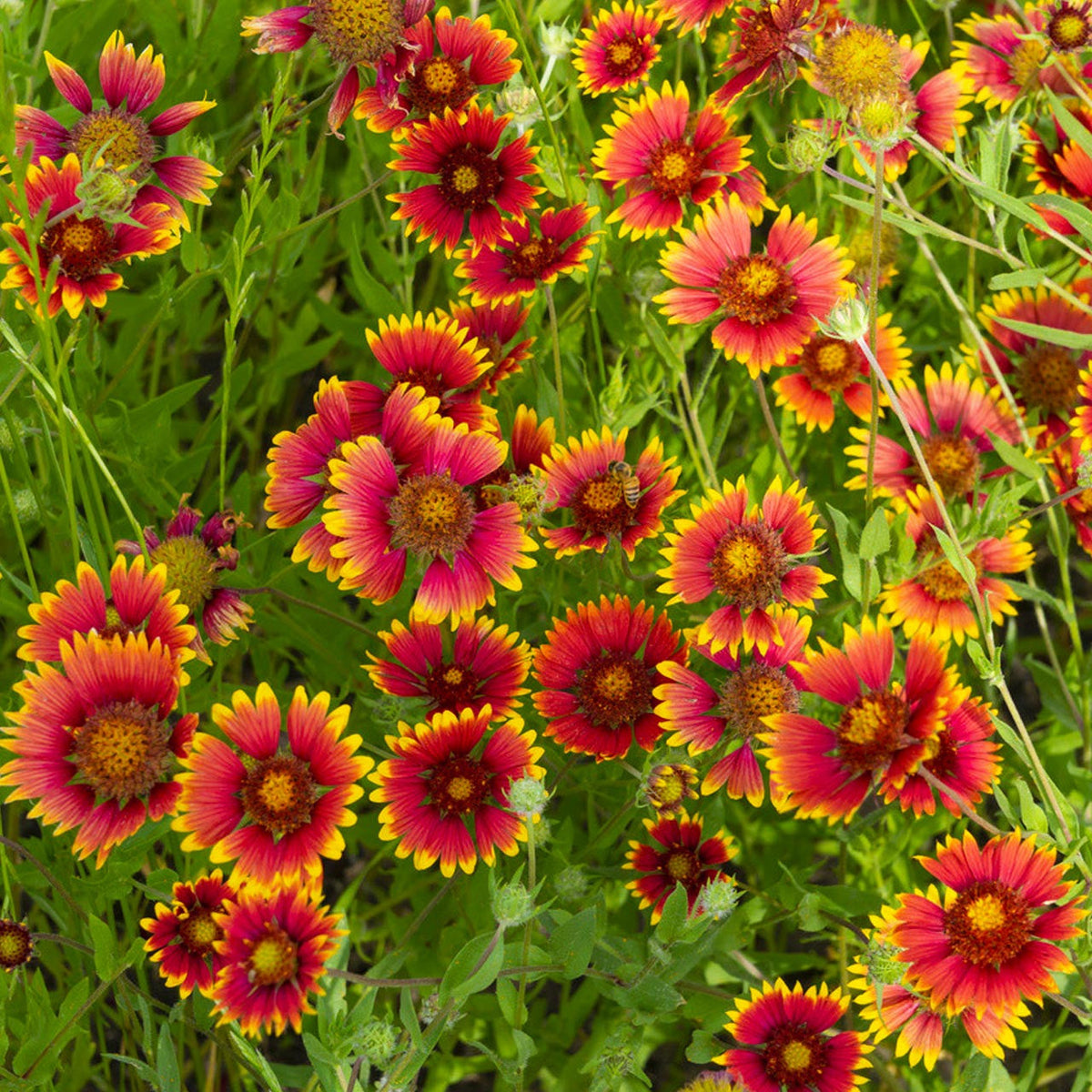 Gaillardia Aristata Flower seeds blooming in flower beds, containers, borders, and pollinator-friendly gardens
