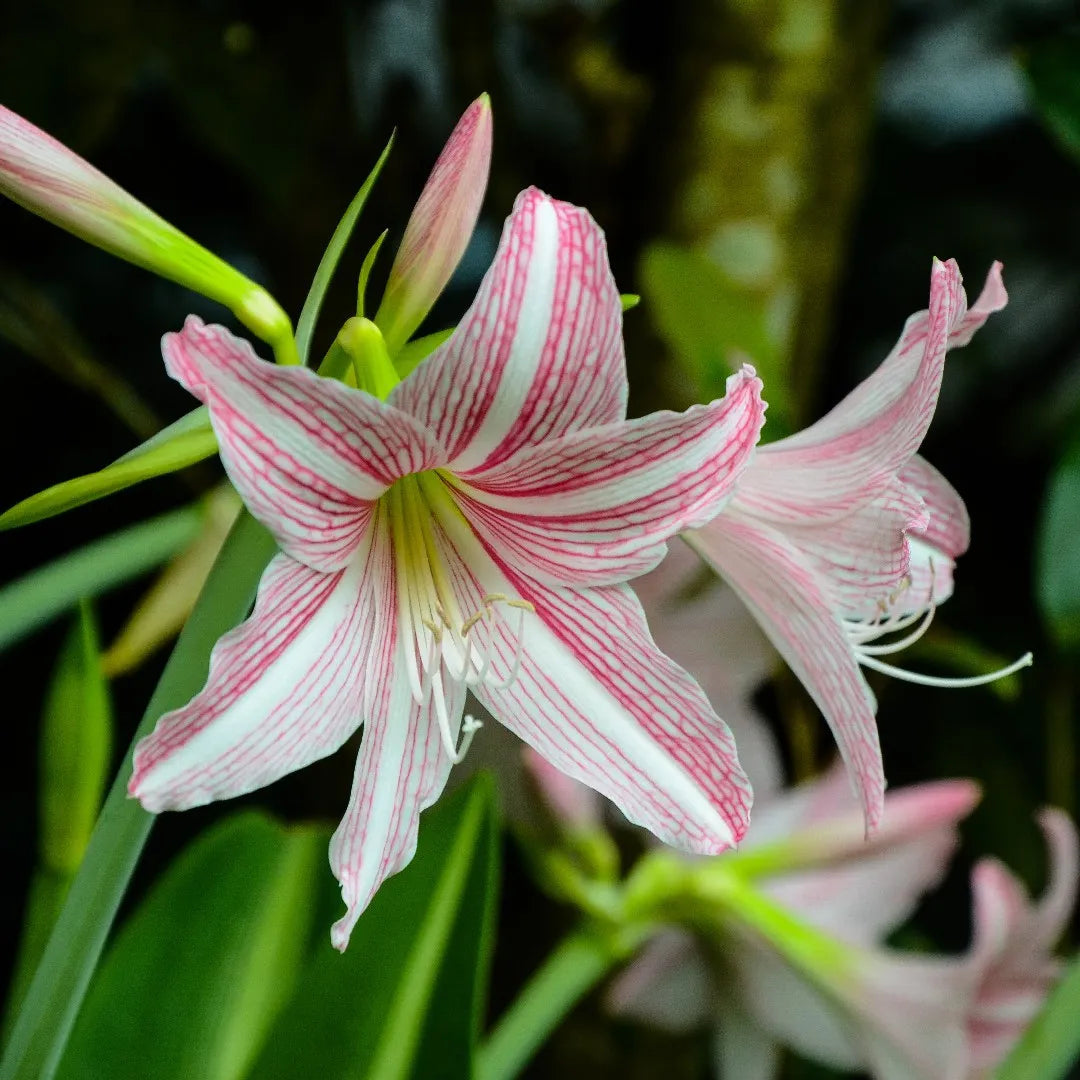 Pink Hippeastrum Rutilum Flower seeds blooming in flower beds, containers, borders, and pollinator-friendly gardens