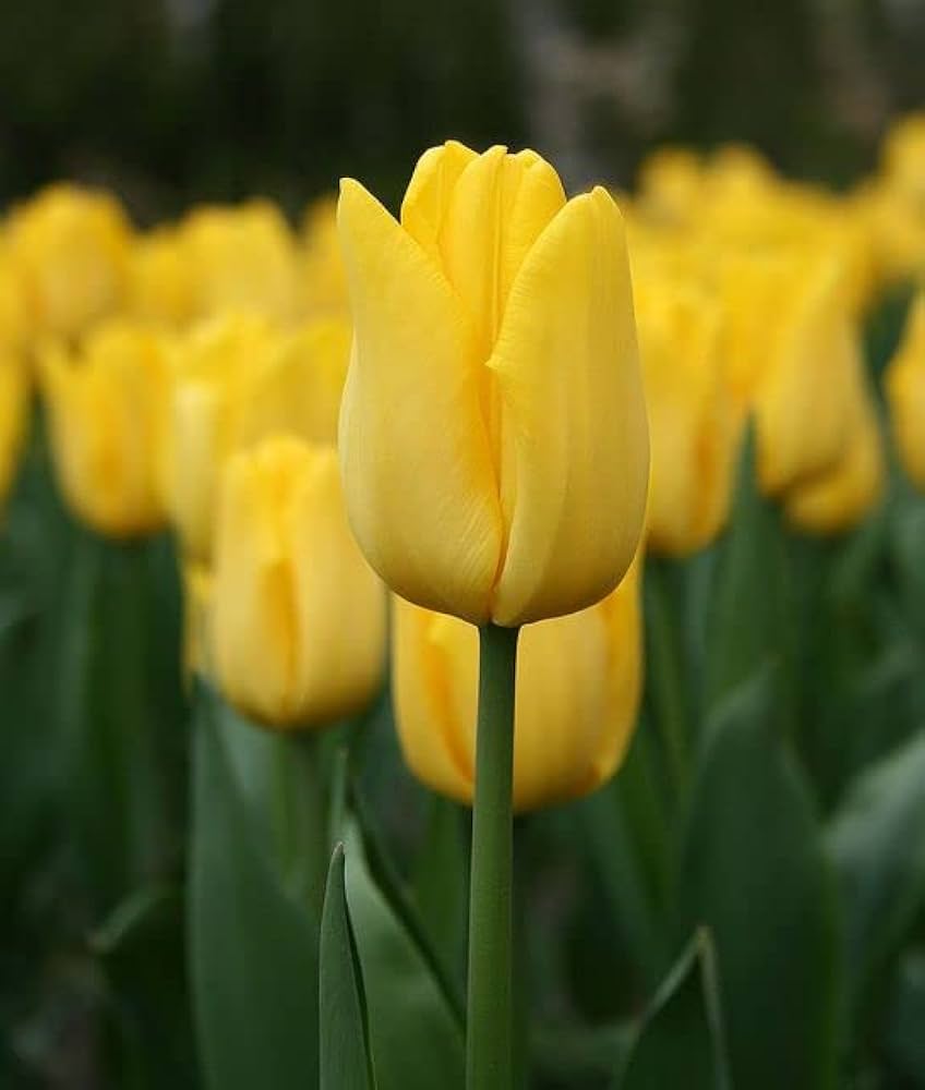 Light Yellow Tulip Flower seeds blooming in flower beds, containers, borders, and pollinator-friendly gardens