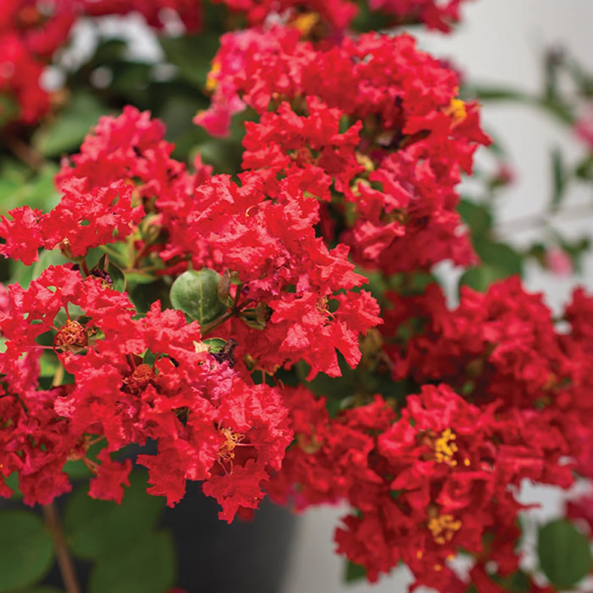 Lagerstroemia Flower seeds blooming in flower beds, containers, borders, and pollinator-friendly gardens