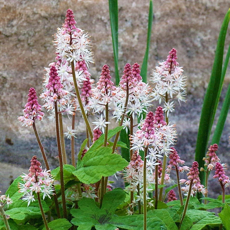 Pink White Tiarella Flower seeds blooming in flower beds, containers, borders, and pollinator-friendly gardens