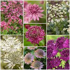 Mixed Astrantia Flower seeds blooming in flower beds, containers, borders, and pollinator-friendly gardens