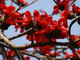 Ceiba Flower seeds for Planting - Shade Tolerant, Heirloom & GMO Free Seeds for Home Garden
Sale seeds for planting in home garden