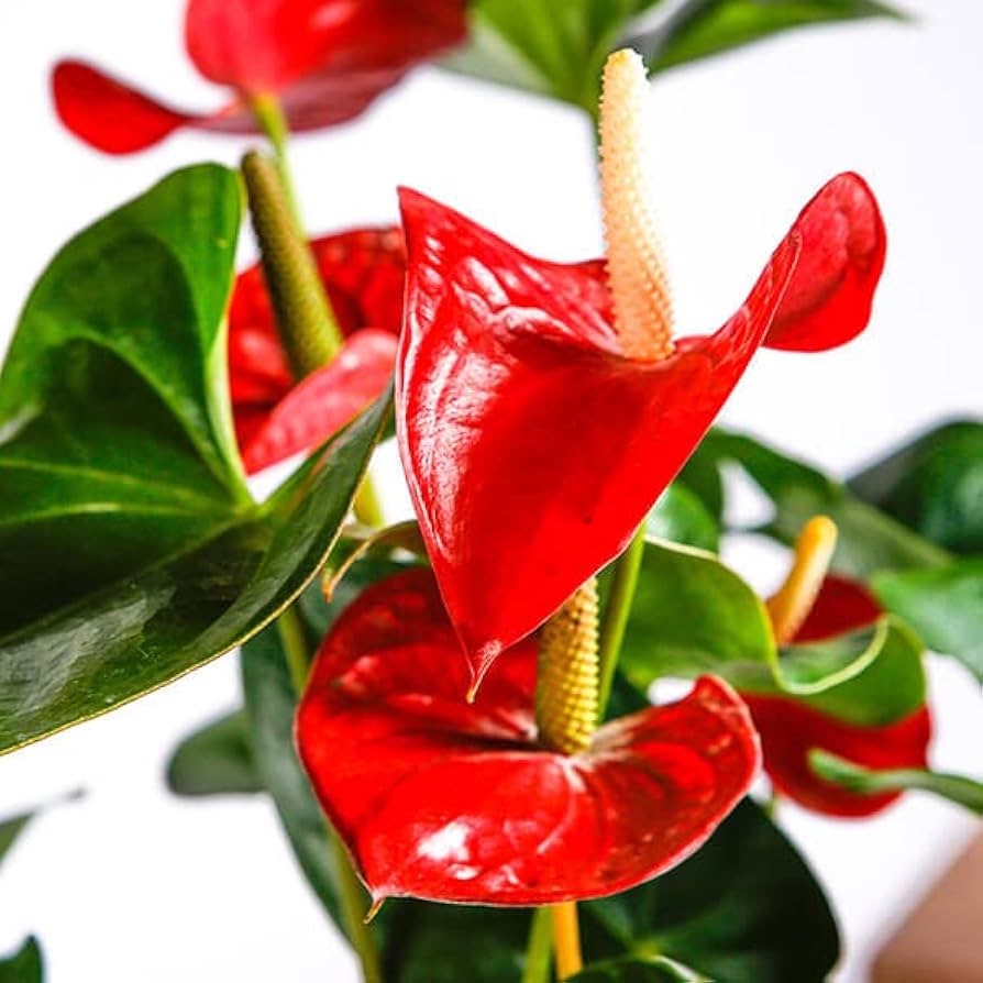 Anthurium Flower seeds for Planting Drought Tolerant Heirloom & GMO Free Seeds for Home Garden
Sale for planting in home garden