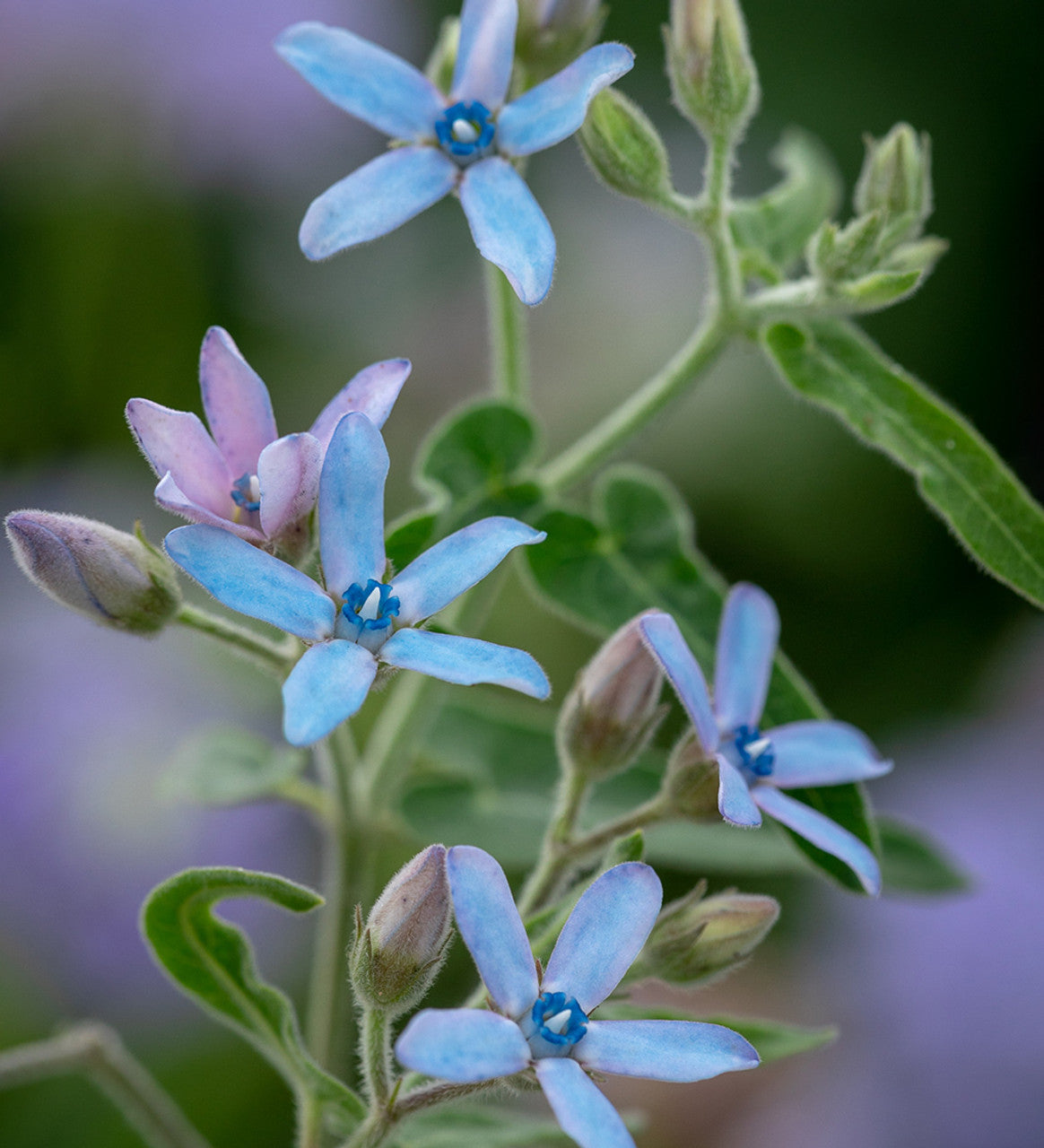 Rare Tweedia Flower seeds blooming in flower beds, containers, borders, and pollinator-friendly gardens