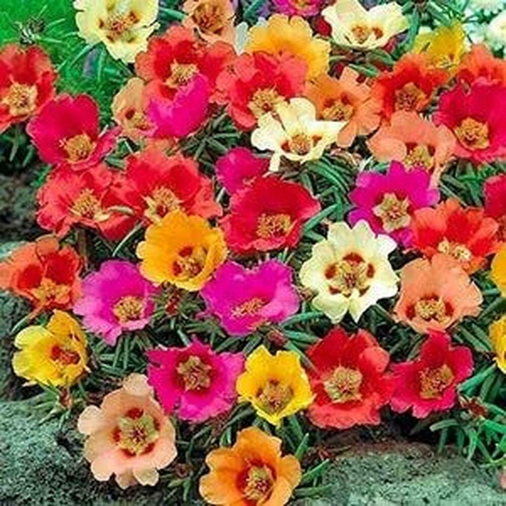 Mixed Portulaca Flower seeds blooming in flower beds, containers, borders, and pollinator-friendly gardens