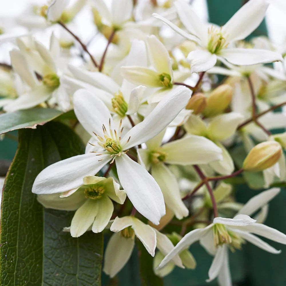 Clematis Montana Flower seeds for Planting Pollinator Friendly Heirloom & GMO Free Seeds for Home Garden
Sale for planting in home garden