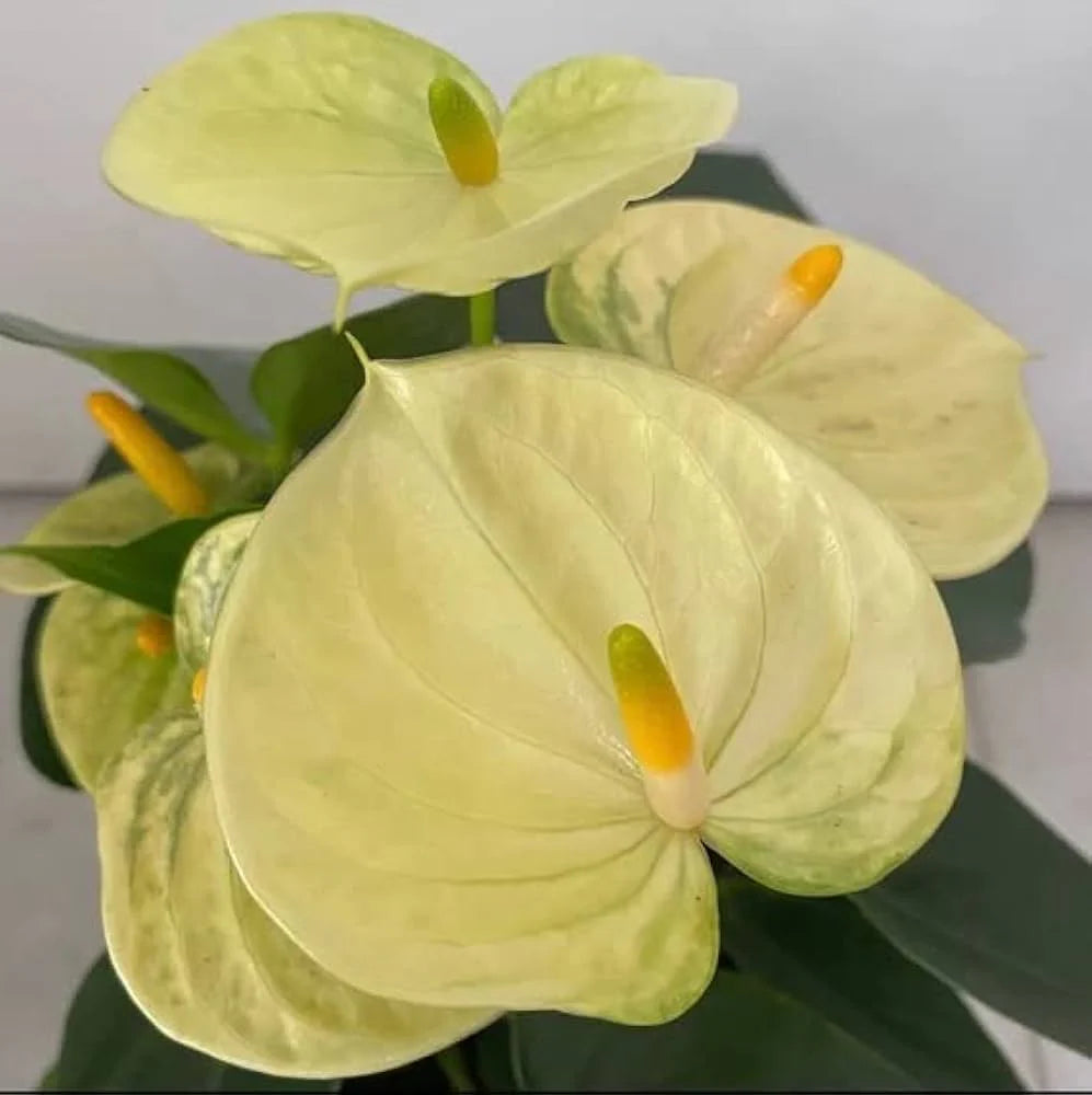 Yellow Anthurium Seeds for Planting Vibrant Flower Growth