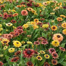 Rudbeckia Sahar Flower seeds for Planting - Hardy Variety, Heirloom & GMO Free Seeds for Home Garden
Sale seeds for home garden