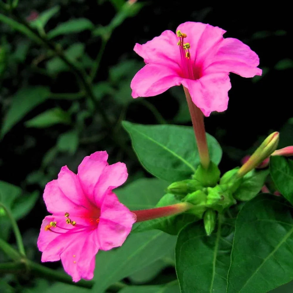Mirabilis Jalapa Flower seeds blooming in flower beds, containers, borders, and pollinator-friendly gardens