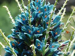 Blue Puya Venusta Flower seeds for Planting - Pollinator Friendly, Heirloom & GMO Free Seeds for Home Garden
Sale seeds for planting in home garden