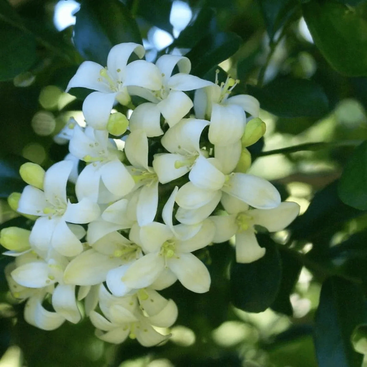 White Murraya Paniculata Flower seeds for Planting - Long Bloom Season, Heirloom & GMO Free Seeds for Home Garden
Sale seeds for planting in home garden
