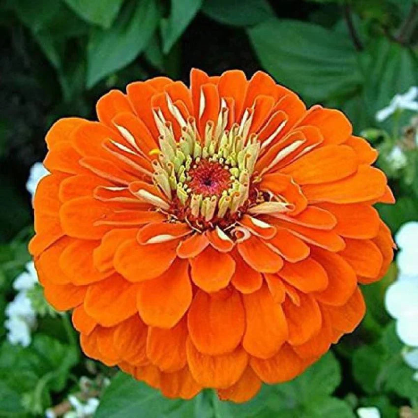 Orange Anthemoides Flower seeds blooming in flower beds, containers, borders, and pollinator-friendly gardens