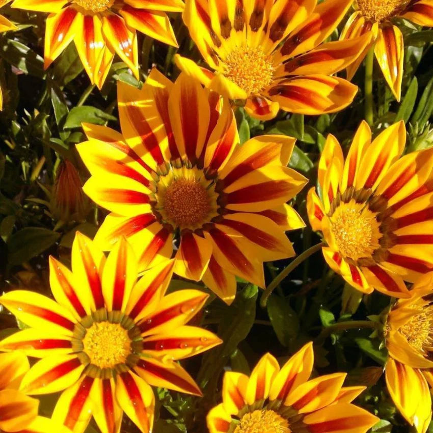 Yellow Red Gazania Rigens Flower seeds for Planting - Premium Quality, Heirloom & GMO Free Seeds for Home Garden
Sale seeds for home garden