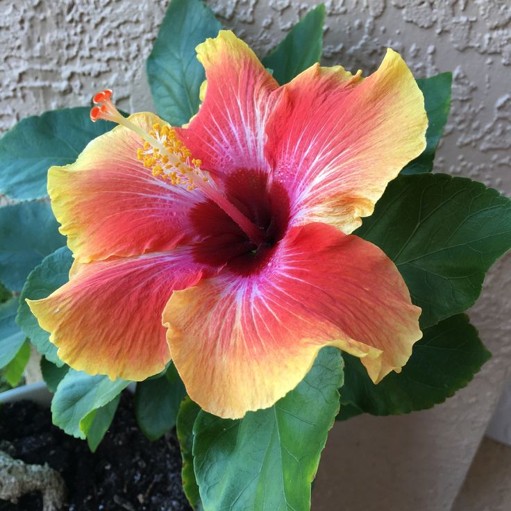 Hibiscus Flower seeds blooming in flower beds, containers, borders, and pollinator-friendly gardens