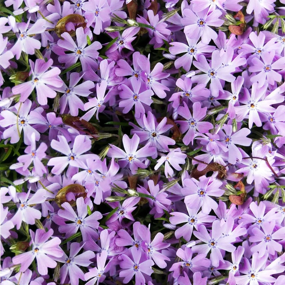 Lavender Linanthus Flower seeds blooming in flower beds, containers, borders, and pollinator-friendly gardens