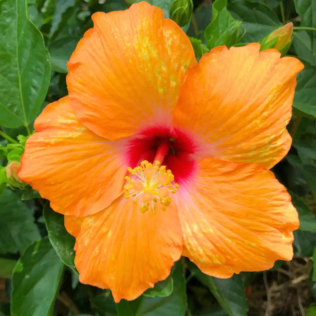 Orange Hibiscus Rosa-Sinensis Flower seeds blooming in flower beds, containers, borders, and pollinator-friendly gardens
