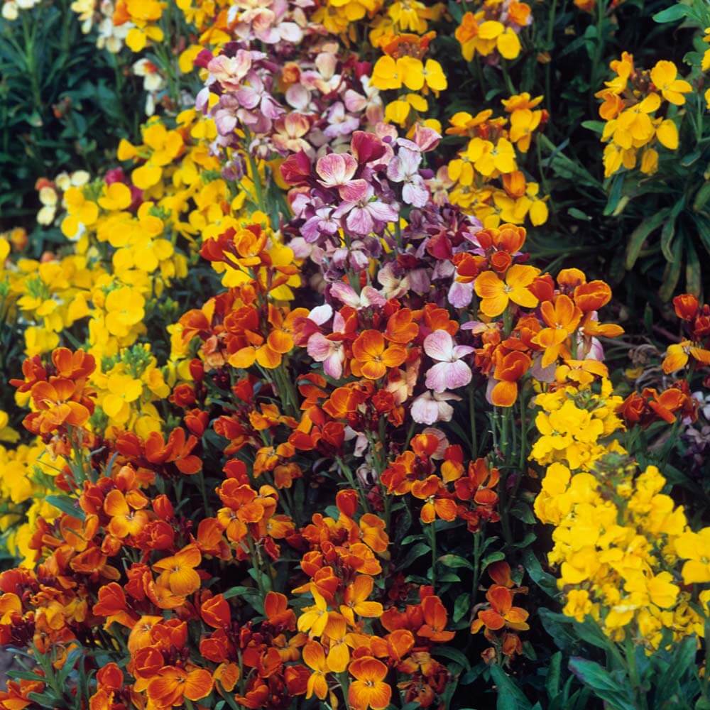 Mixed Cheiranthus Flower seeds blooming in flower beds, containers, borders, and pollinator-friendly gardens