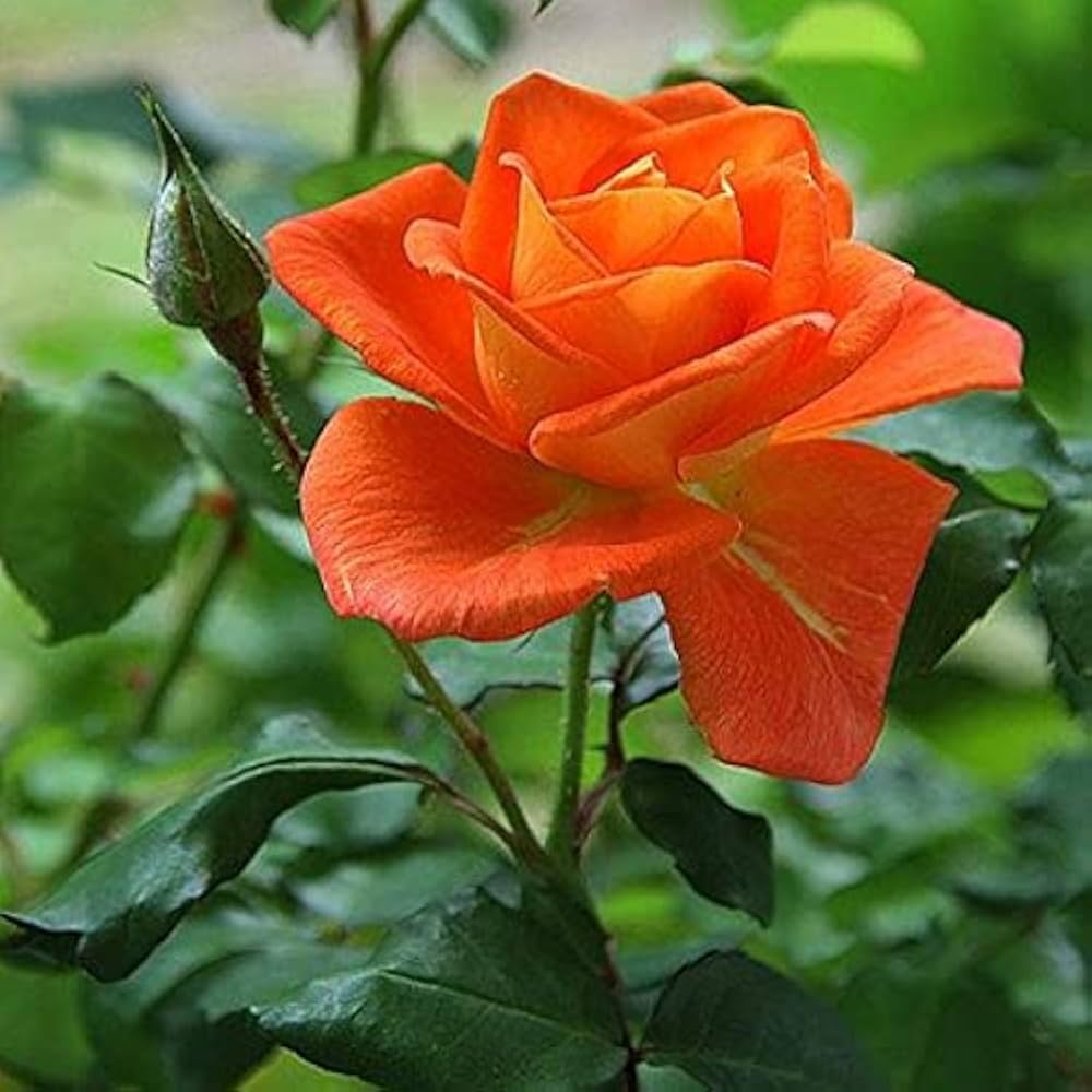 Red Orange Rose Flower seeds for Planting - Colorful Display, Heirloom & GMO Free Seeds for Home Garden
Sale seeds for planting in home garden