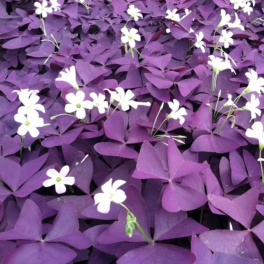 Oxalis Triangularis Flower seeds blooming in flower beds, containers, borders, and pollinator-friendly gardens