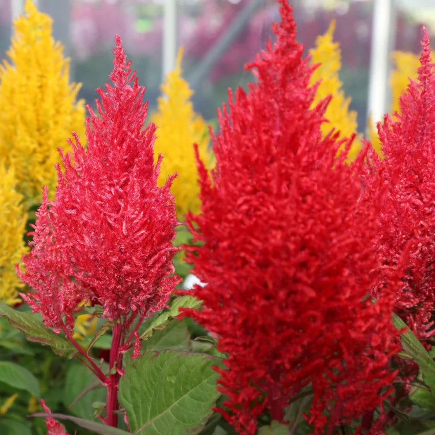 Mixed Celosia Argentea Flower seeds blooming in flower beds, containers, borders, and pollinator-friendly gardens