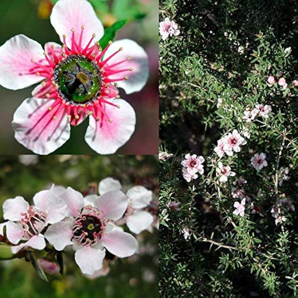 Manuka Flower seeds blooming in flower beds, containers, borders, and pollinator-friendly gardens