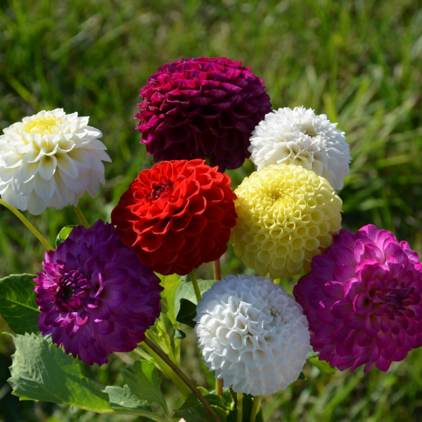 Dahlia Flower seeds for Planting Vibrant Colors Heirloom & GMO Free Seeds for Home Garden
Sale for planting in home garden