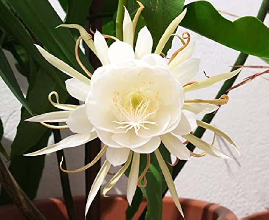 Epiphyllum Oxypetalum Flower seeds blooming in flower beds, containers, borders, and pollinator-friendly gardens