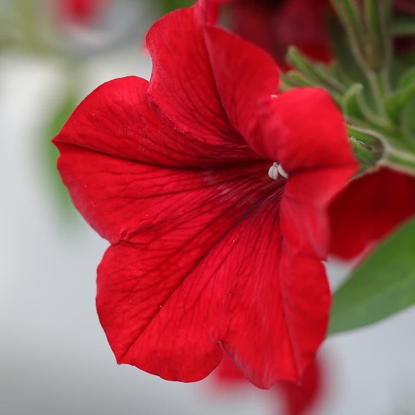 Red Velour Flower seeds for Planting - Colorful Display, Heirloom & GMO Free Seeds for Home Garden
Sale seeds for planting in home garden