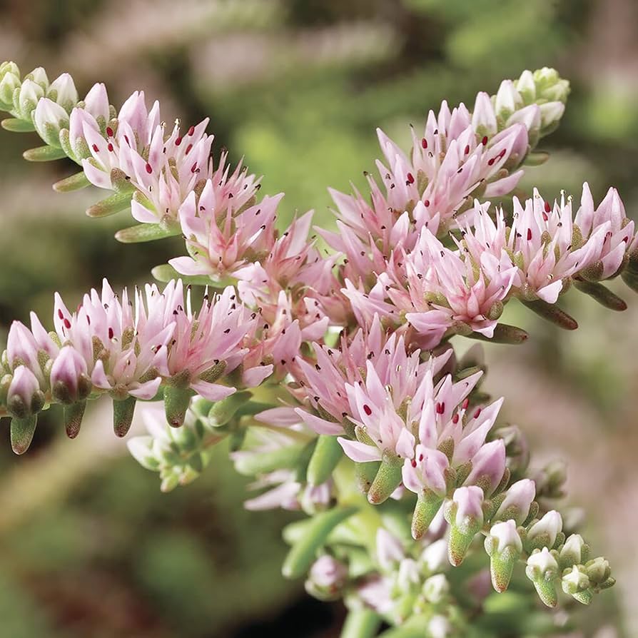 Pink White Sedum Pulchellum Flower seeds blooming in flower beds, containers, borders, and pollinator-friendly gardens