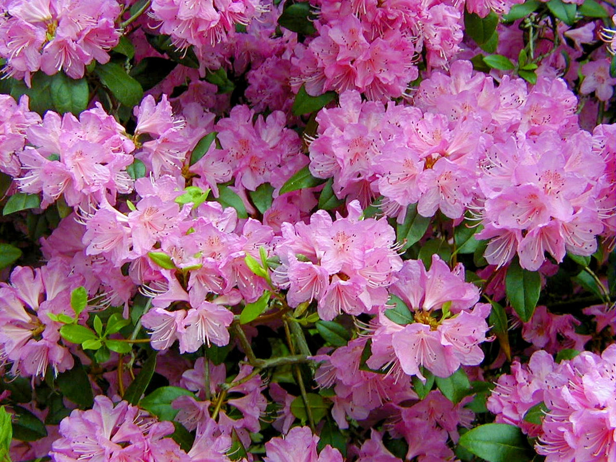Rhododendron Flower seeds for Planting Garden Favorite Heirloom & GMO Free Seeds for Home Garden
Sale seeds for home garden planting