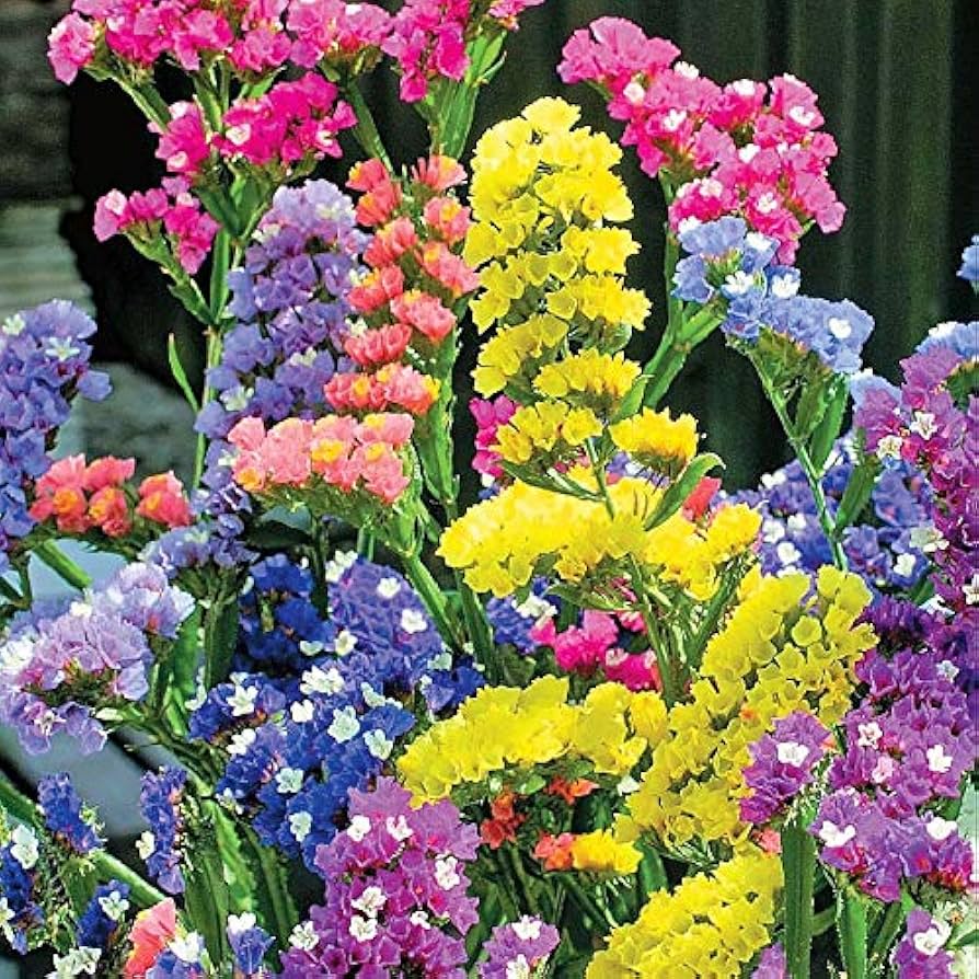 Mixed Colors Lavender Flower seeds blooming in flower beds, containers, borders, and pollinator-friendly gardens