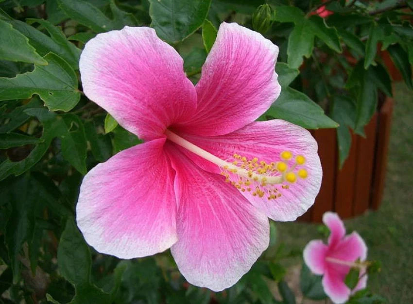 Pink White Hibiscus Flower seeds blooming in flower beds, containers, borders, and pollinator-friendly gardens