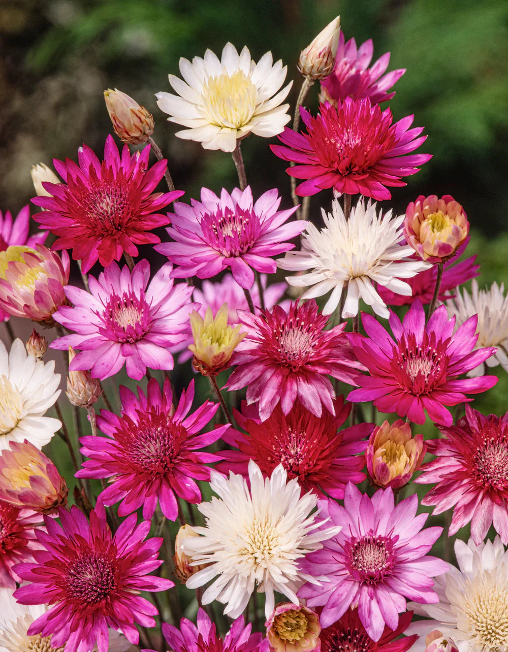 Xeranthemum Annuum Flower seeds for Planting - Wildflower Mix, Heirloom & GMO Free Seeds for Home Garden
Sale seeds for planting in home garden