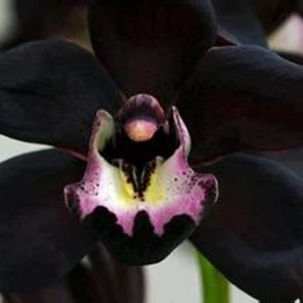 Samen Orchidee Flower seeds for Planting - Hardy Variety, Heirloom & GMO Free Seeds for Home Garden
Sale seeds for home garden