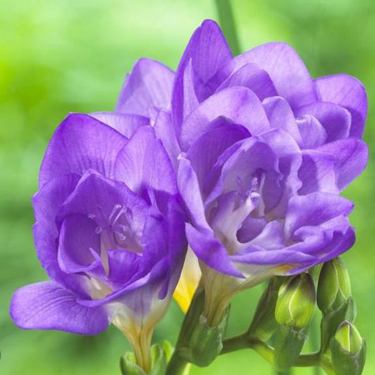 Lavender Freesia Flower seeds blooming in flower beds, containers, borders, and pollinator-friendly gardens