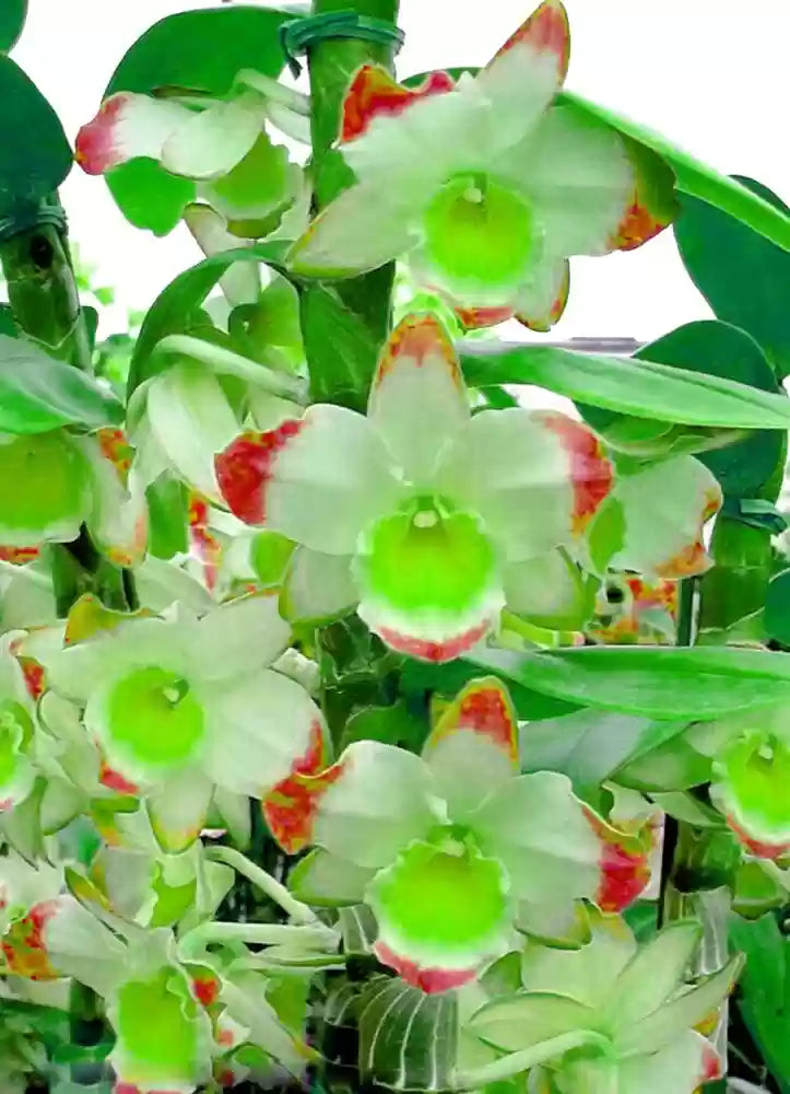 Green Phalaenopsis Flower seeds blooming in flower beds, containers, borders, and pollinator-friendly gardens