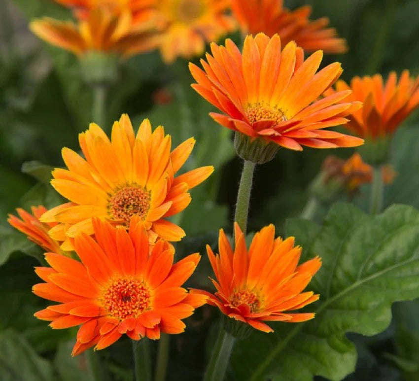 Orange Marguerite Flower seeds blooming in flower beds, containers, borders, and pollinator-friendly gardens
