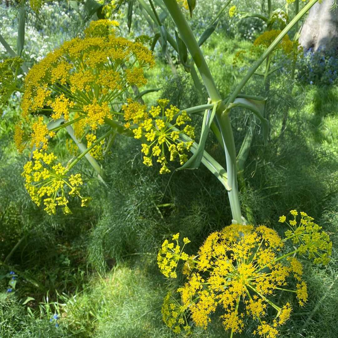 Fennel Flower seeds blooming in flower beds, containers, borders, and pollinator-friendly gardens
