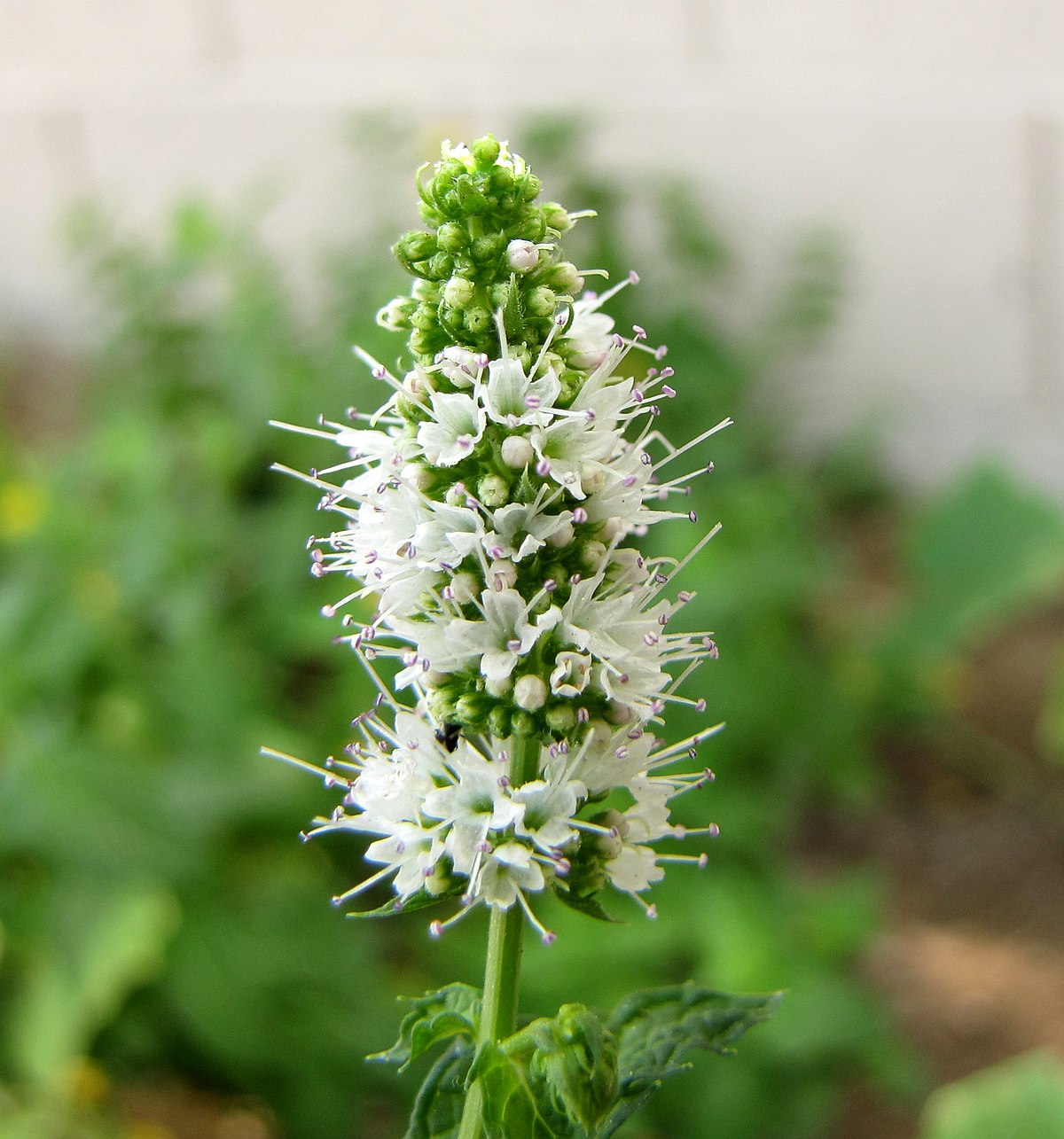 Mint Flower seeds blooming in flower beds, containers, borders, and pollinator-friendly gardens
