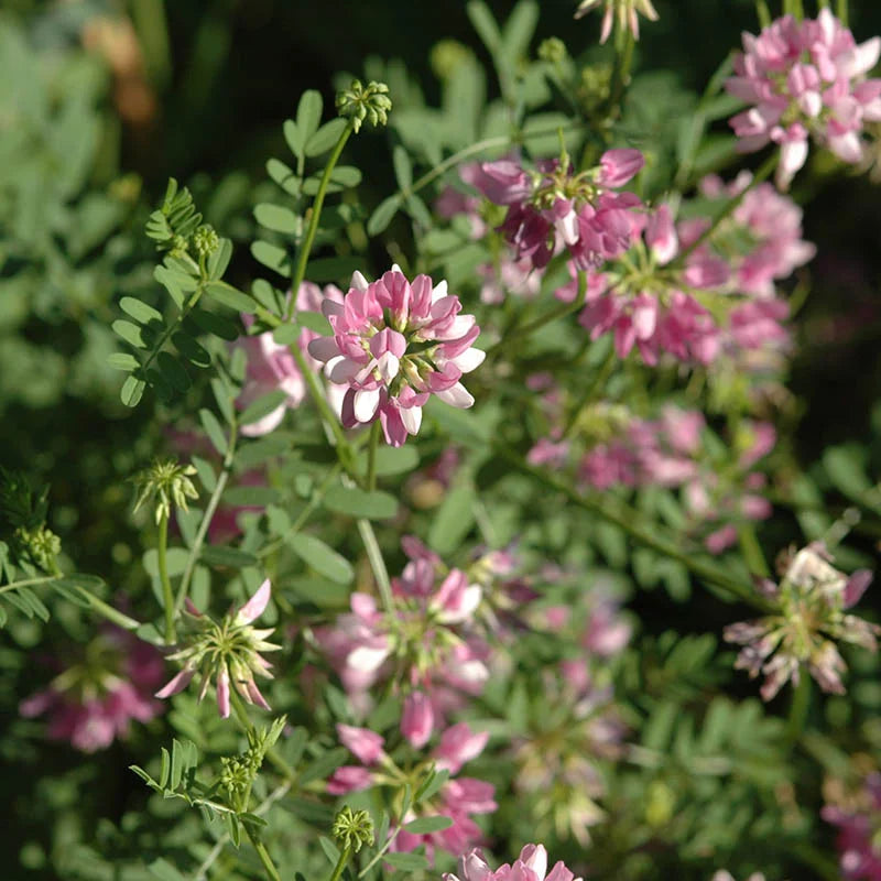 Crown Vetch Pink Flower seeds for Planting - Vibrant Colors, Heirloom & GMO Free Seeds for Home Garden
Sale seeds for planting in home garden