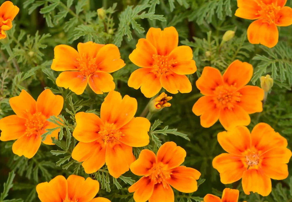 Yellow Signet Marigold Flower seeds for Planting - Compact Growth, Heirloom & GMO Free Seeds for Home Garden
Sale seeds for planting in home garden