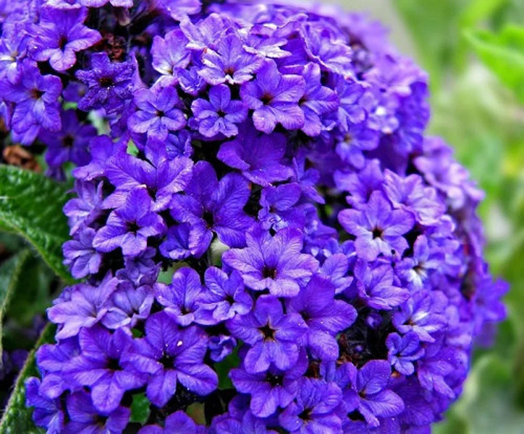 Heliotrope Blue Flower Seeds for Planting | Beautiful Fragrant Blooms - Evergrowseeds