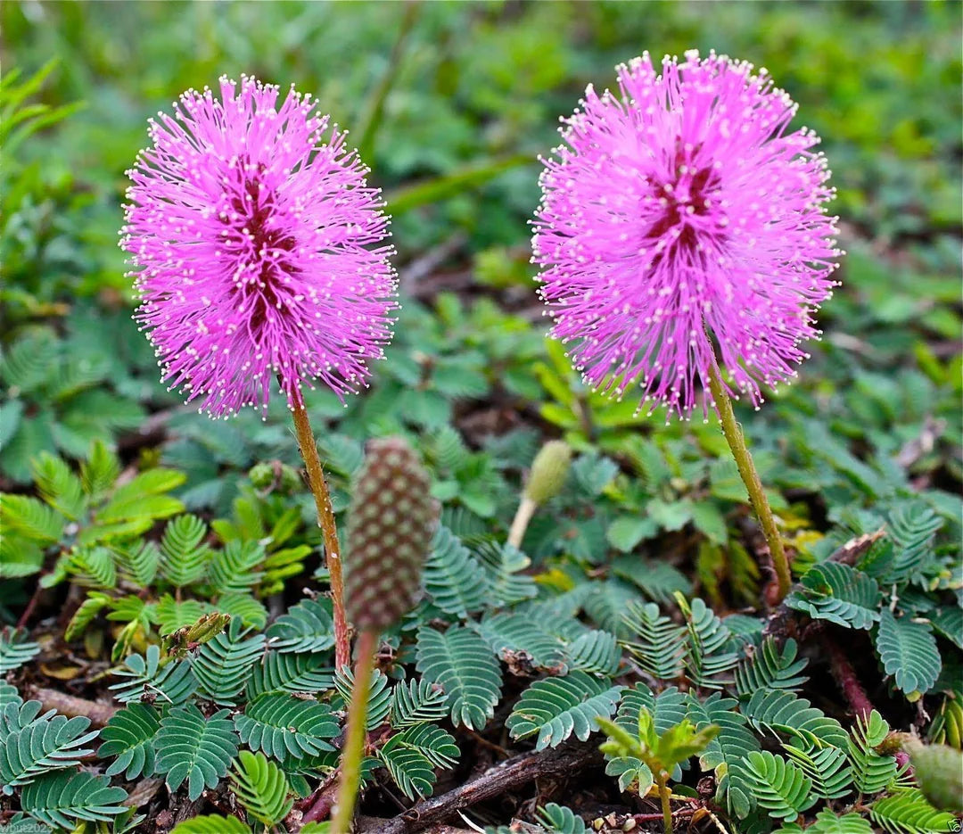 Heirloom Mimosa Pudica Flower seeds blooming in flower beds, containers, borders, and pollinator-friendly gardens