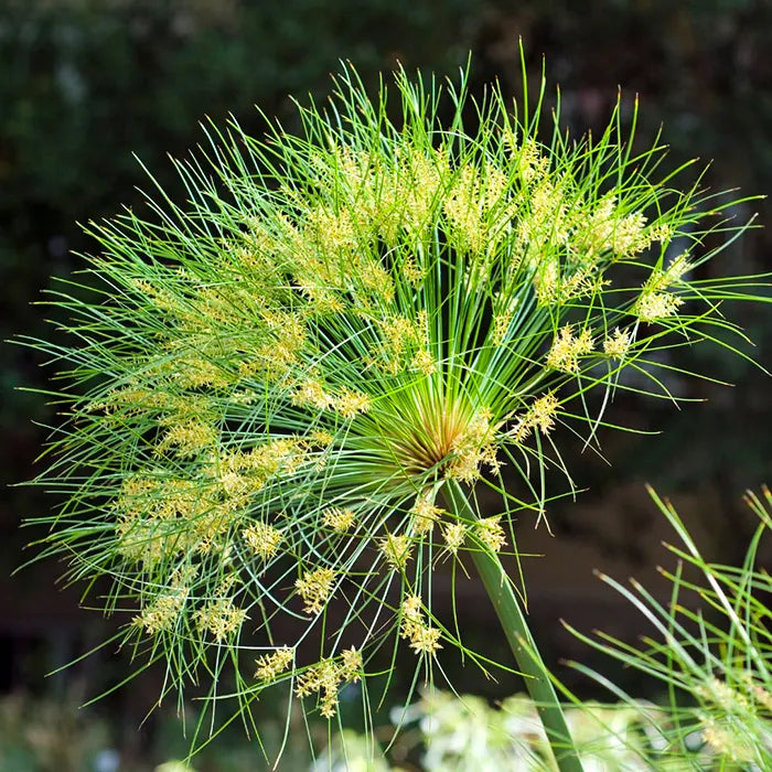 Heirloom Papyrus Flower seeds blooming in flower beds, containers, borders, and pollinator-friendly gardens