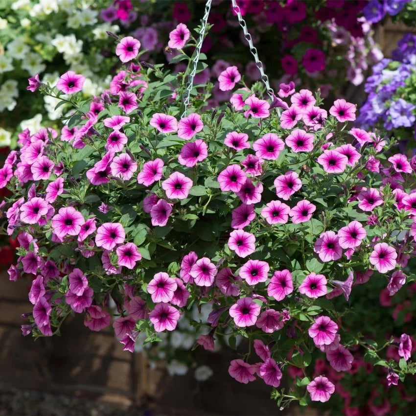 Heirloom Surfinia Flower seeds blooming in flower beds, containers, borders, and pollinator-friendly gardens