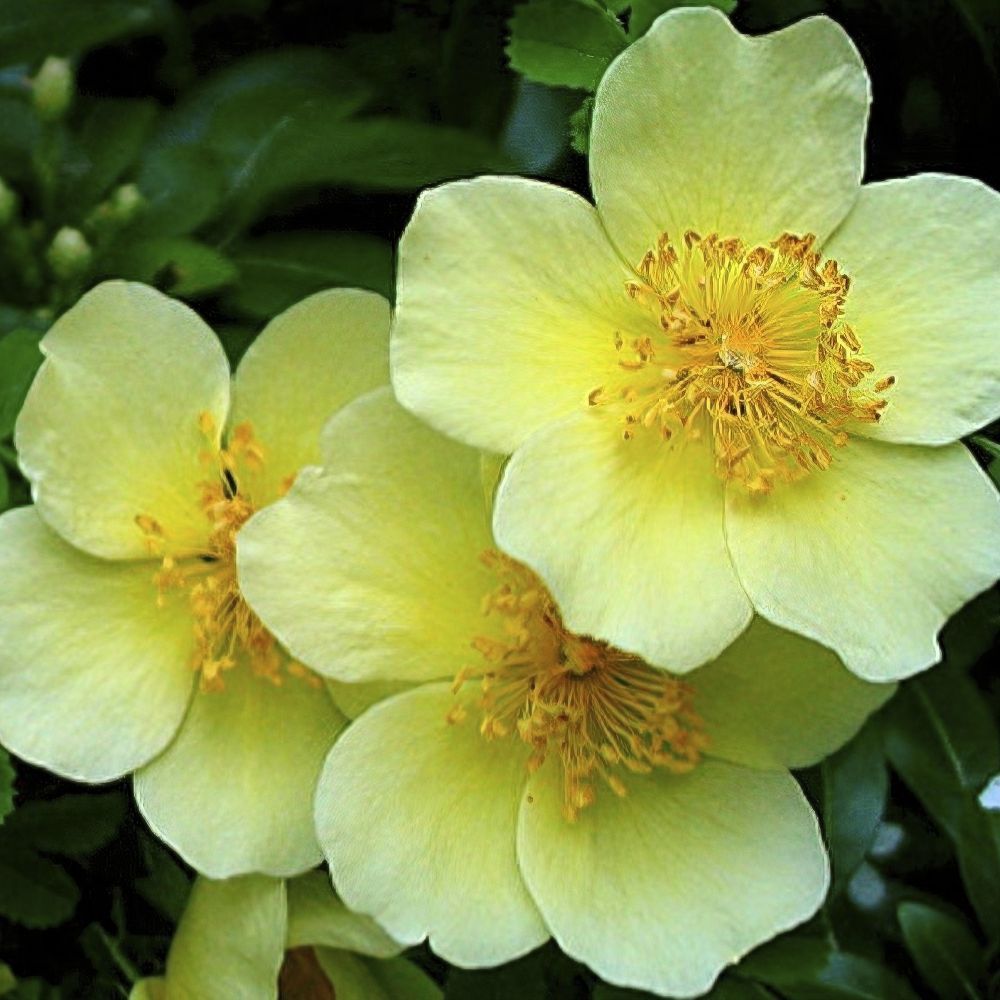 Cream Rosa Xanthina Flower Seeds for Planting Wildflower Mix Heirloom & GMO Free Seeds for Home Garden
Sale