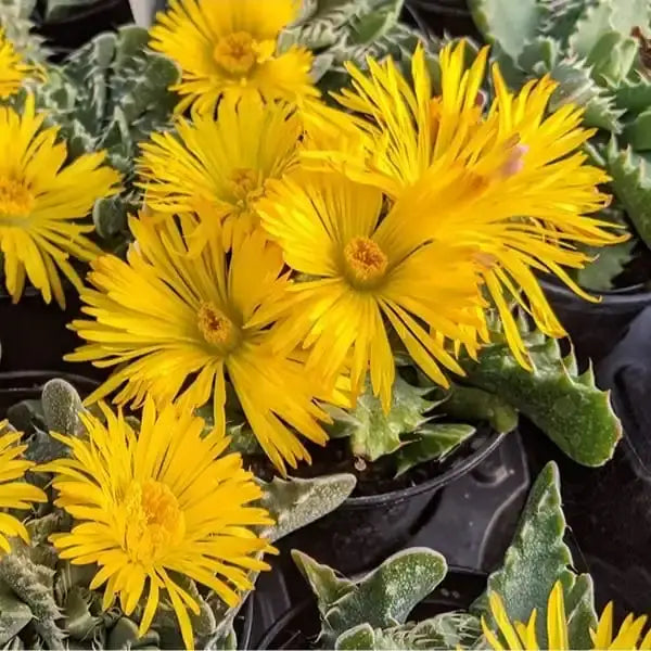 Yellow Faucaria Tigrina Flower seeds for Planting - Long Bloom Season, Heirloom & GMO Free Seeds for Home Garden