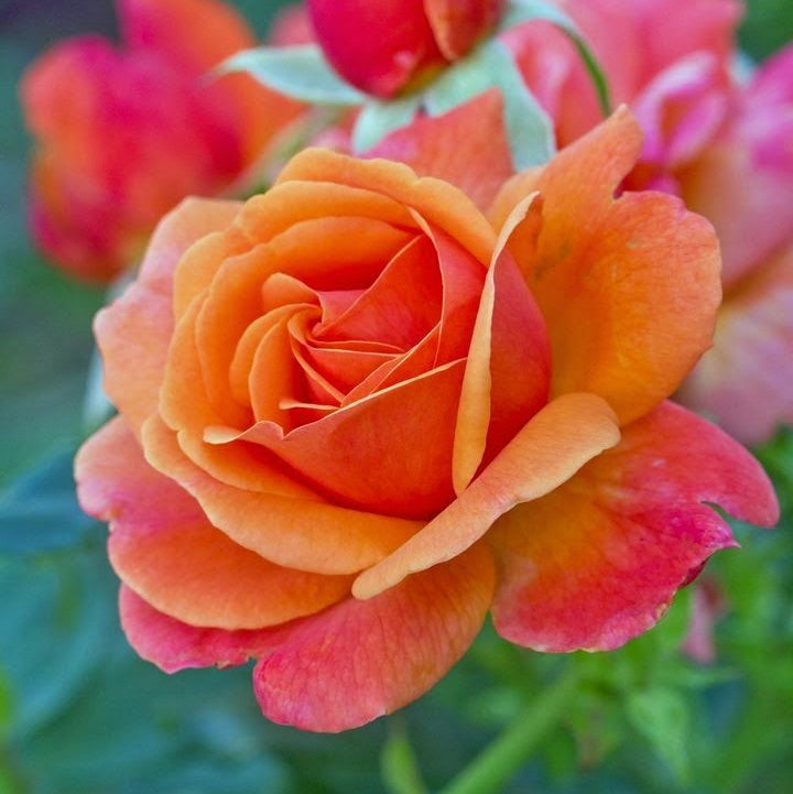 Orange Pink Rose Flower Seeds for Planting Pollinator Friendly Heirloom & GMO Free Seeds for Home Garden
Sale